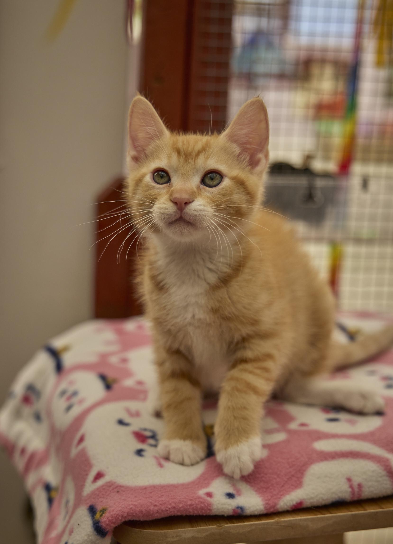 Enlarge Jet, a ADOPTABLE Domestic Short Hair in Santa Barbara, CA image 2/4