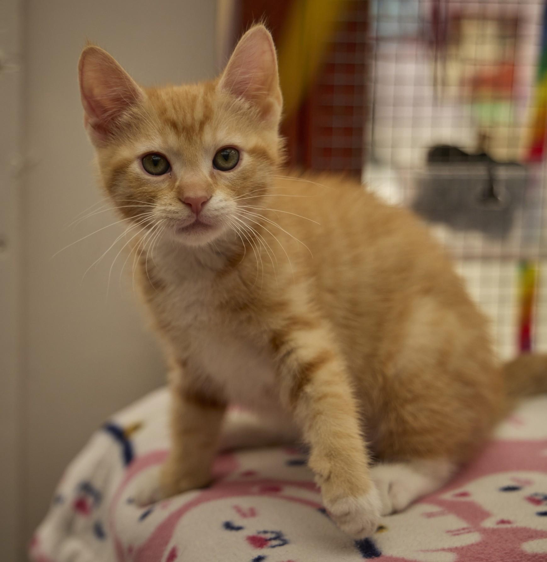 Enlarge Jet, a ADOPTABLE Domestic Short Hair in Santa Barbara, CA image 1/4