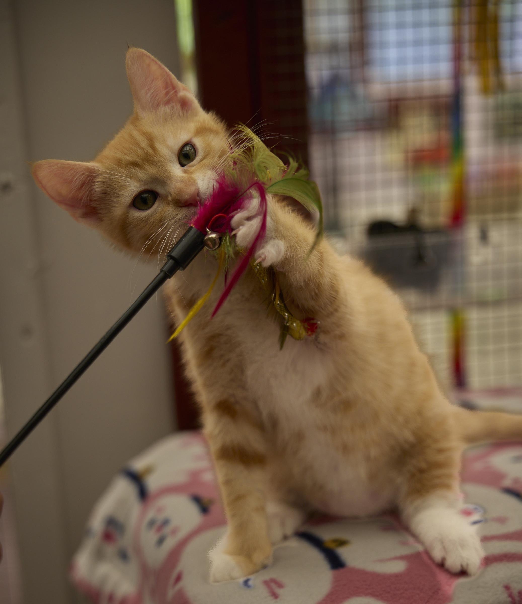 Enlarge Jet, a ADOPTABLE Domestic Short Hair in Santa Barbara, CA image 3/4