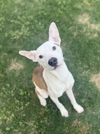 Antz, a Adoptable mixed breed in Memphis, TN image 1/3