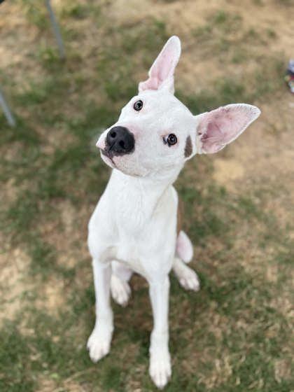 Antz, a Adoptable mixed breed in Memphis, TN image 2/3