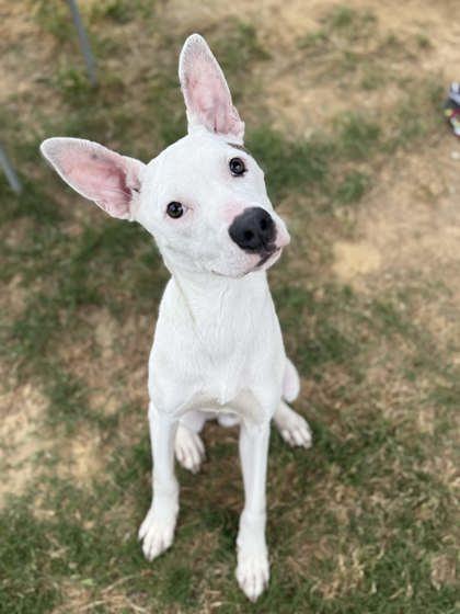 Antz, a Adoptable mixed breed in Memphis, TN image 3/3