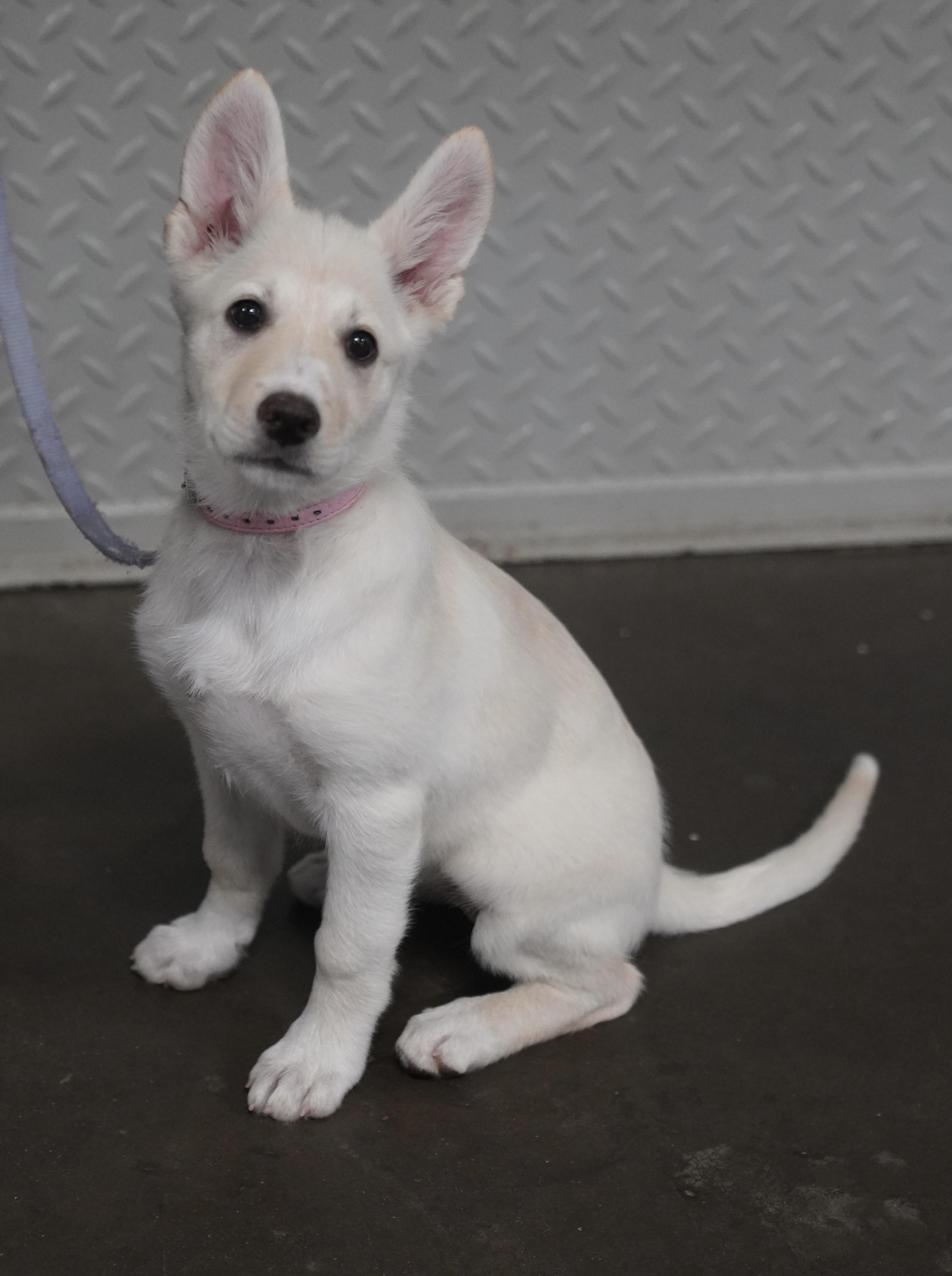 Prada, ADOPTABLE, Puppy Female German Shepherd Dog.