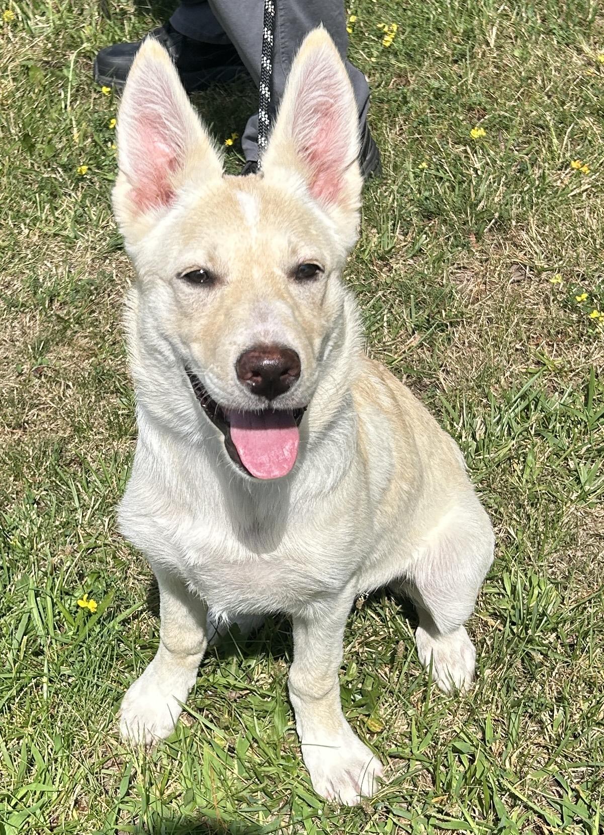 Prada, ADOPTABLE, Puppy Female German Shepherd Dog.