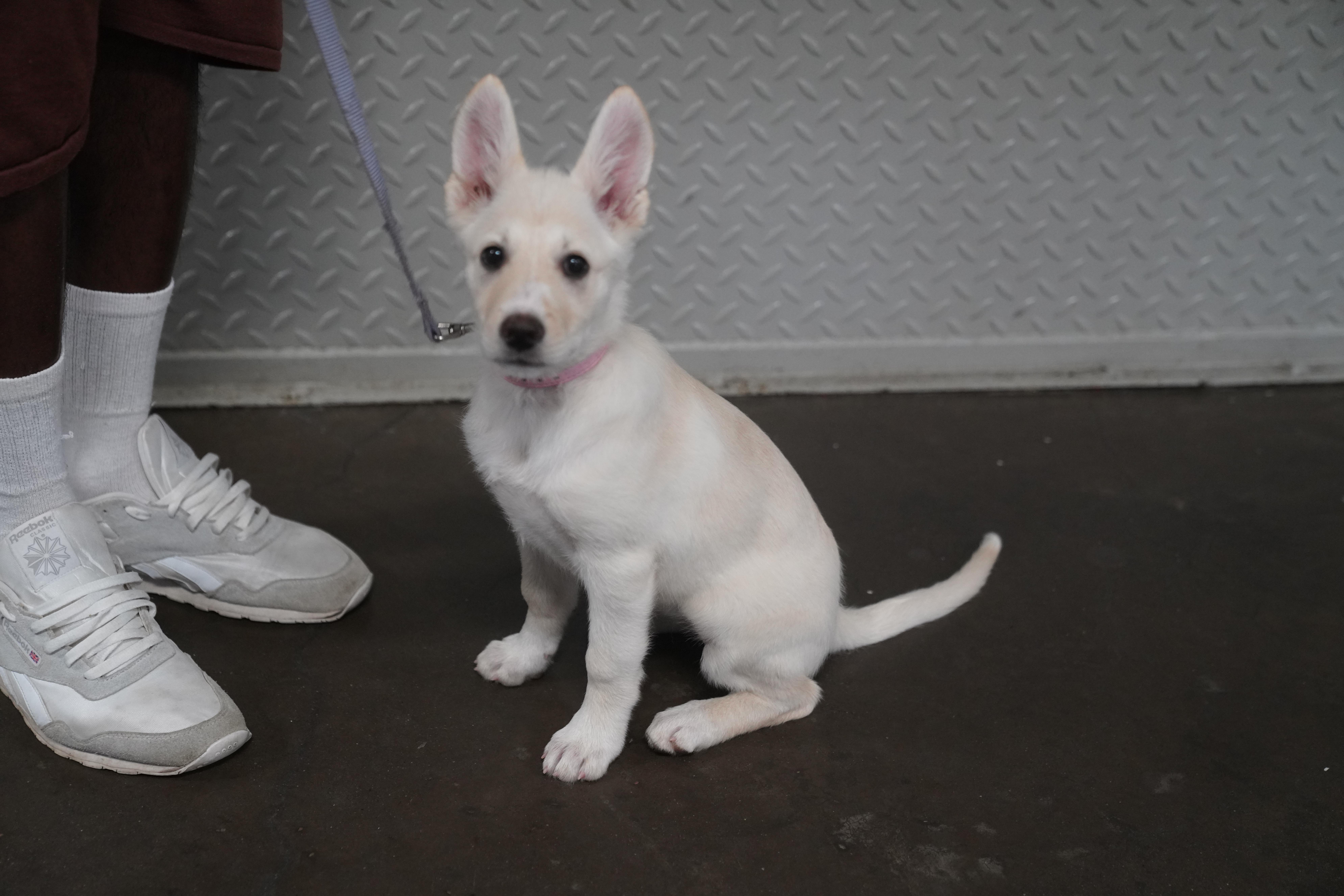 Prada, a ADOPTABLE German Shepherd Dog in Pottsville, PA image 3/3