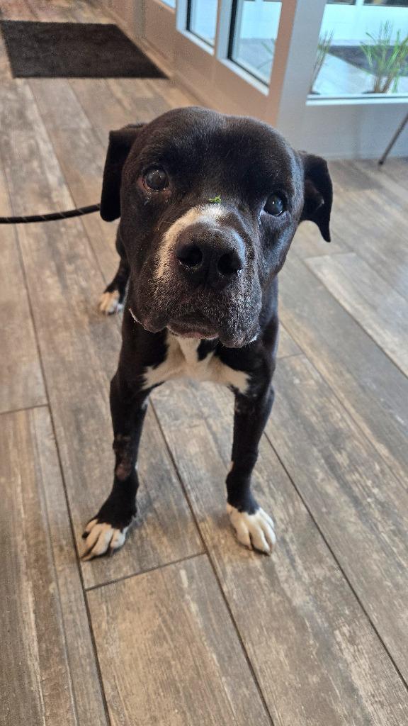 Darius Yrly 299, Adoptable, Senior Male Pit Bull Terrier.