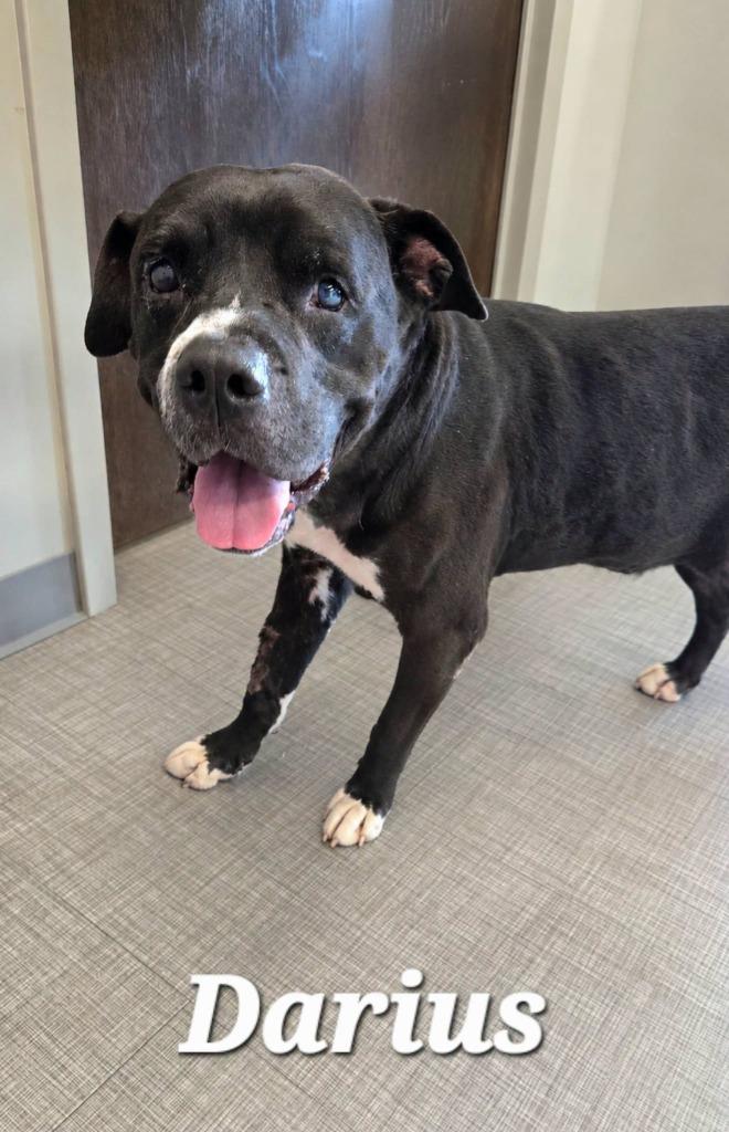 Enlarge Darius Yrly 299, a Adoptable Pit Bull Terrier in Sidney, OH image 2/3