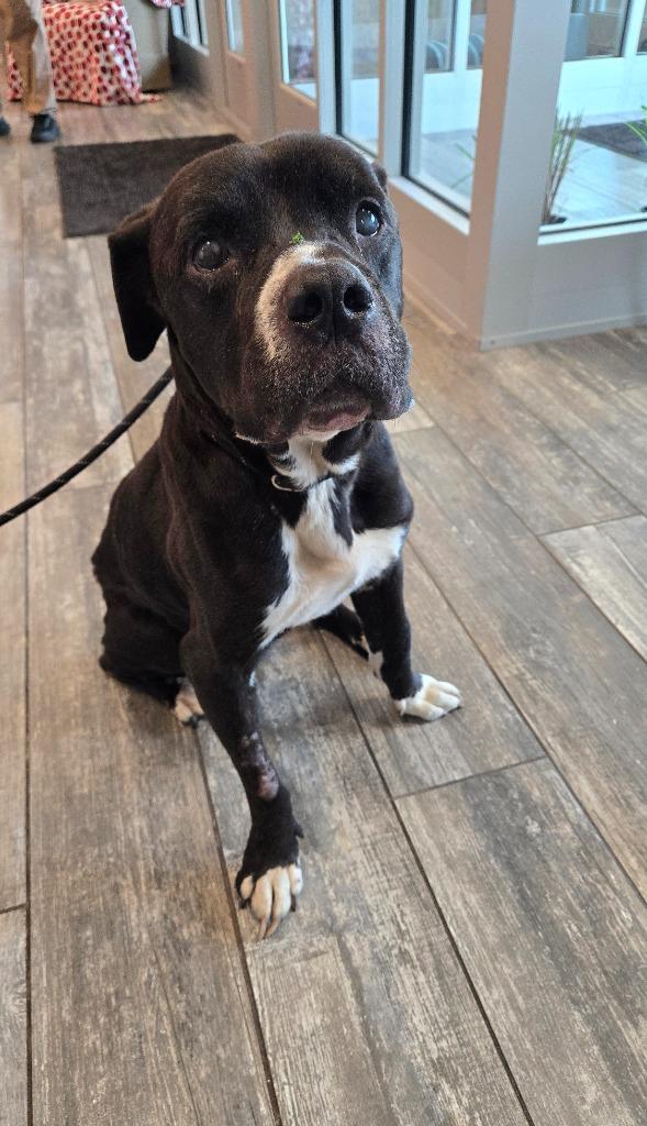 Enlarge Darius Yrly 299, a Adoptable Pit Bull Terrier in Sidney, OH image 3/3