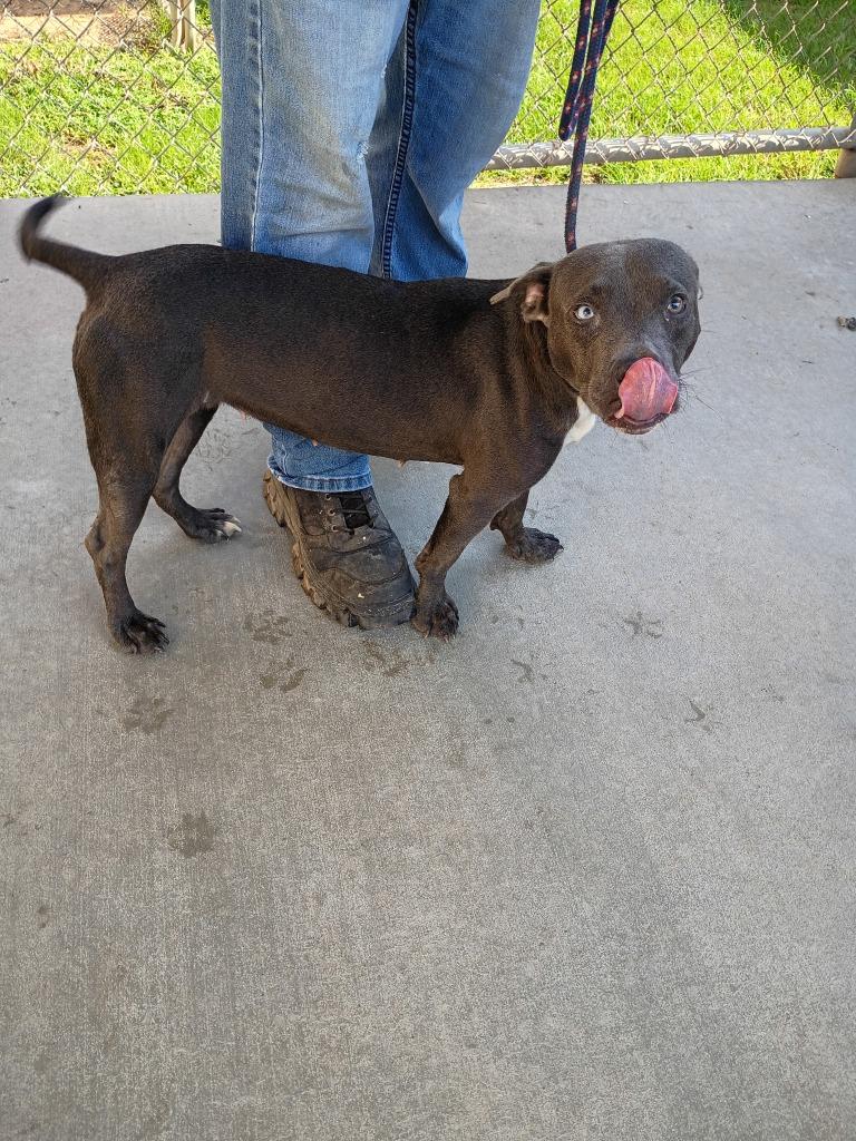 LeeLee, Adoptable, Young Female Mixed Breed.