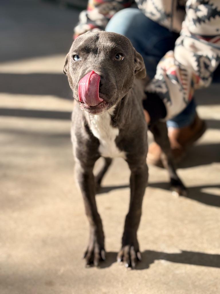 LeeLee, Adoptable, Young Female Mixed Breed.