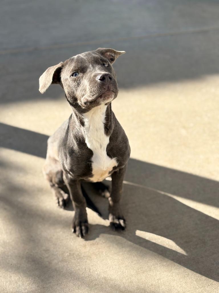 LeeLee, a Adoptable mixed breed in Albany, GA image 2/4