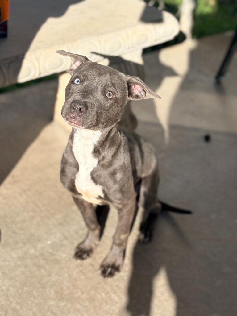 LeeLee, a Adoptable mixed breed in Albany, GA image 3/4