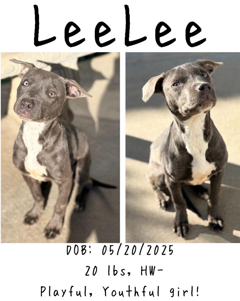 LeeLee, a Adoptable mixed breed in Albany, GA image 4/4