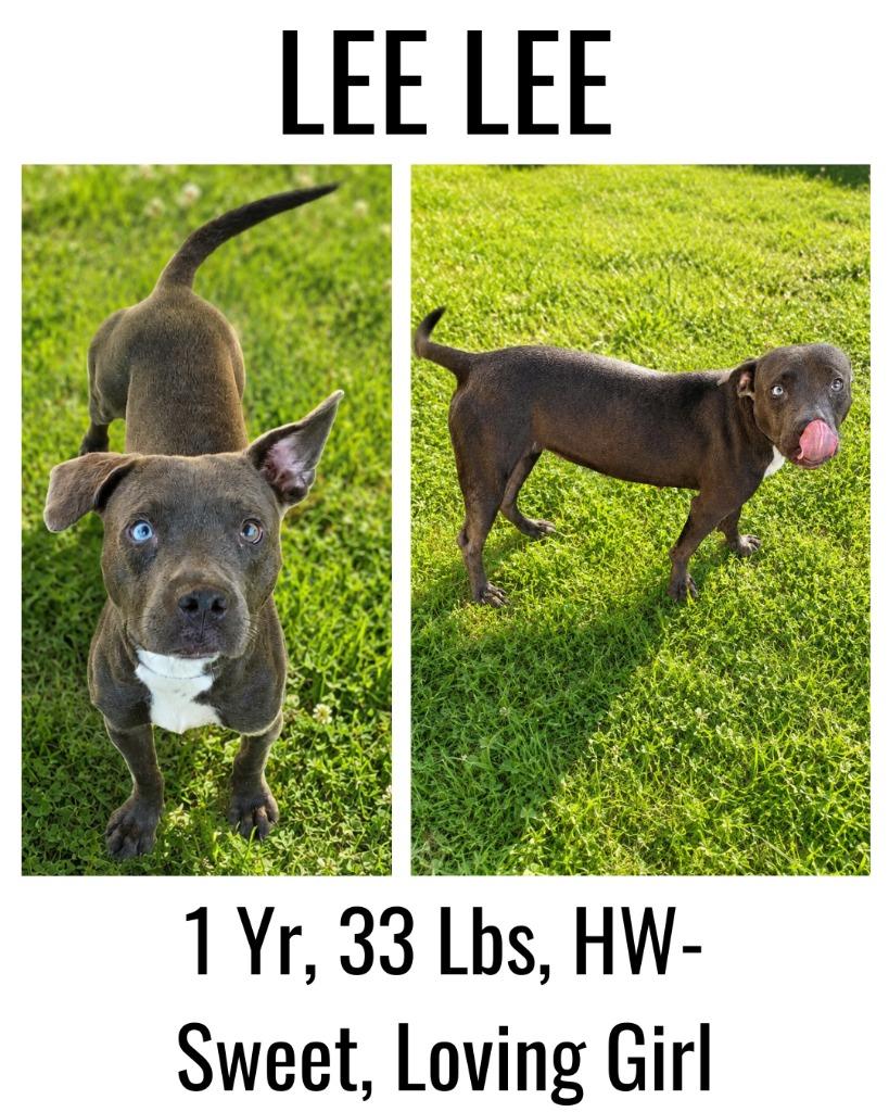 LeeLee, a Adoptable mixed breed in Albany, GA image 6/6