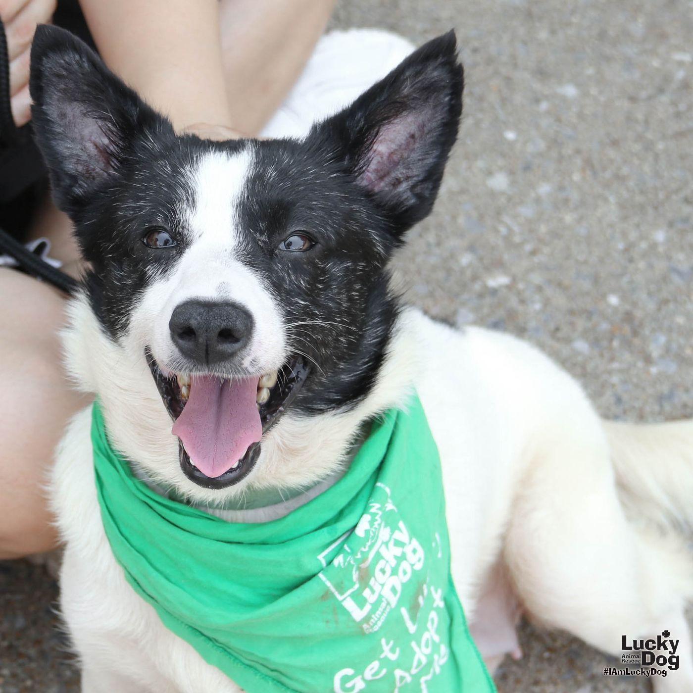 Indy, a Adoptable Corgi in Washington, DC image 1/3