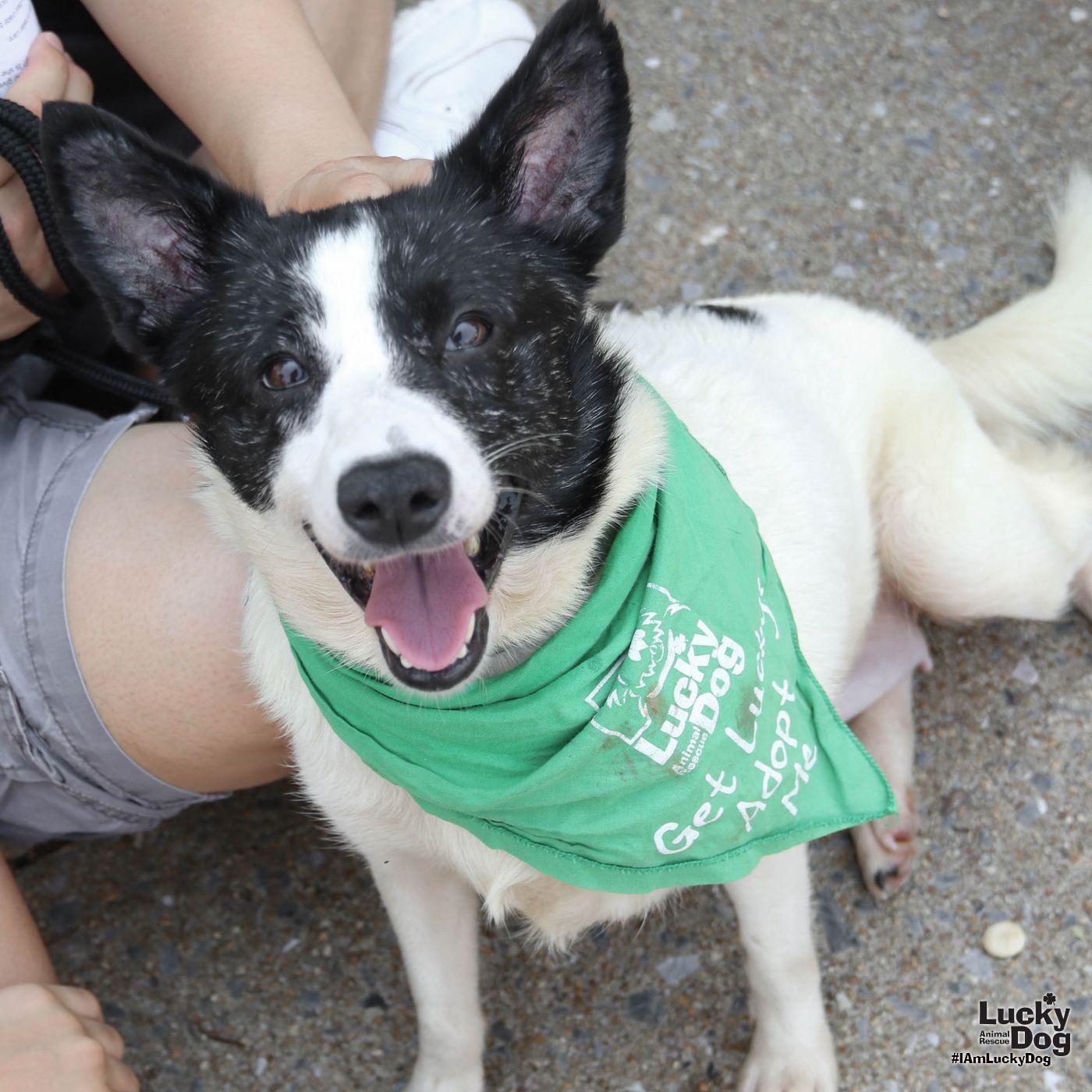 Indy, a Adoptable Corgi in Washington, DC image 2/3