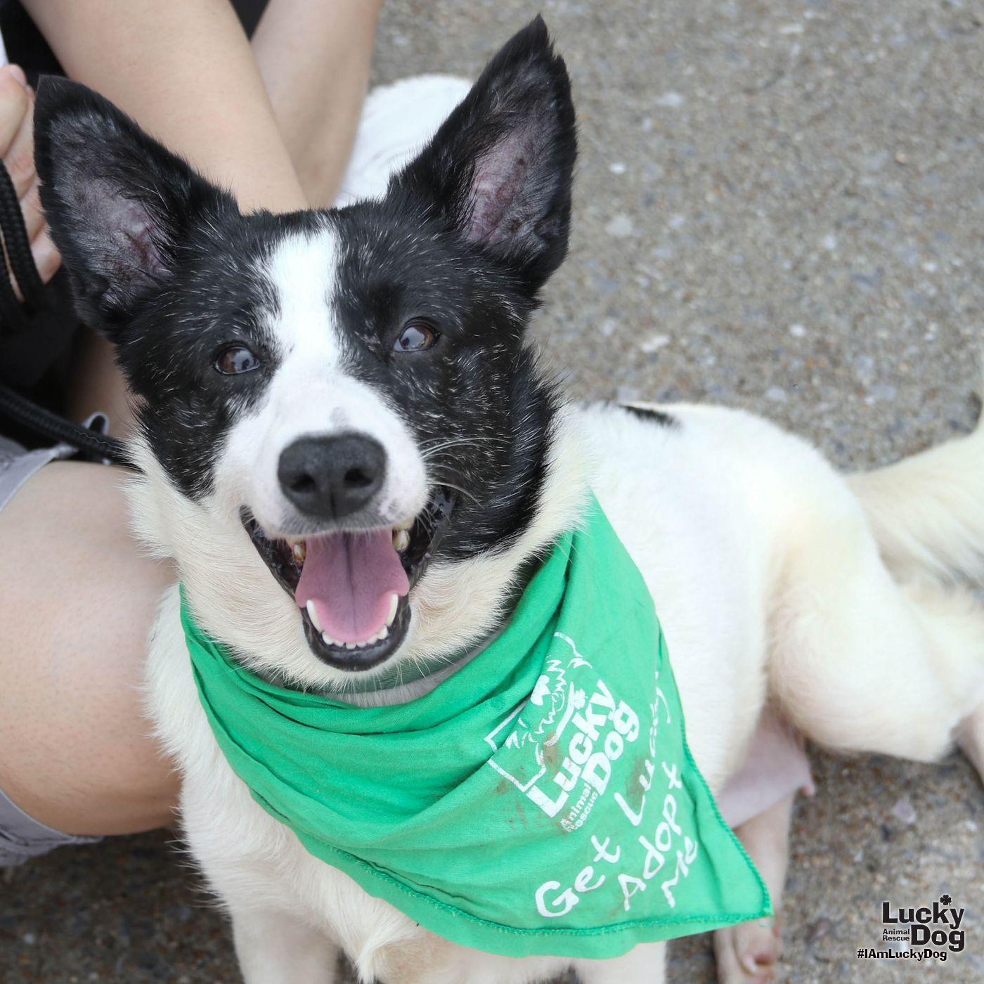 Indy, a Adoptable Corgi in Washington, DC image 3/3