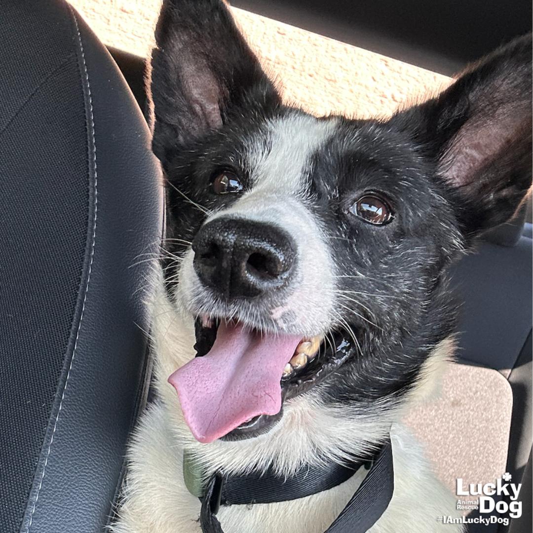 Enlarge Indy, a Adopted Corgi in Washington, DC image 3/3