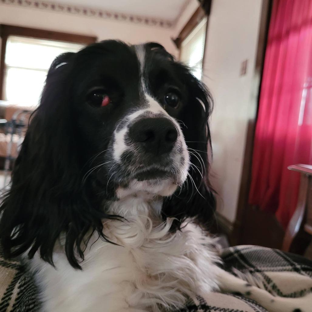 Frankie, Adoptable, Young Male English Cocker Spaniel.