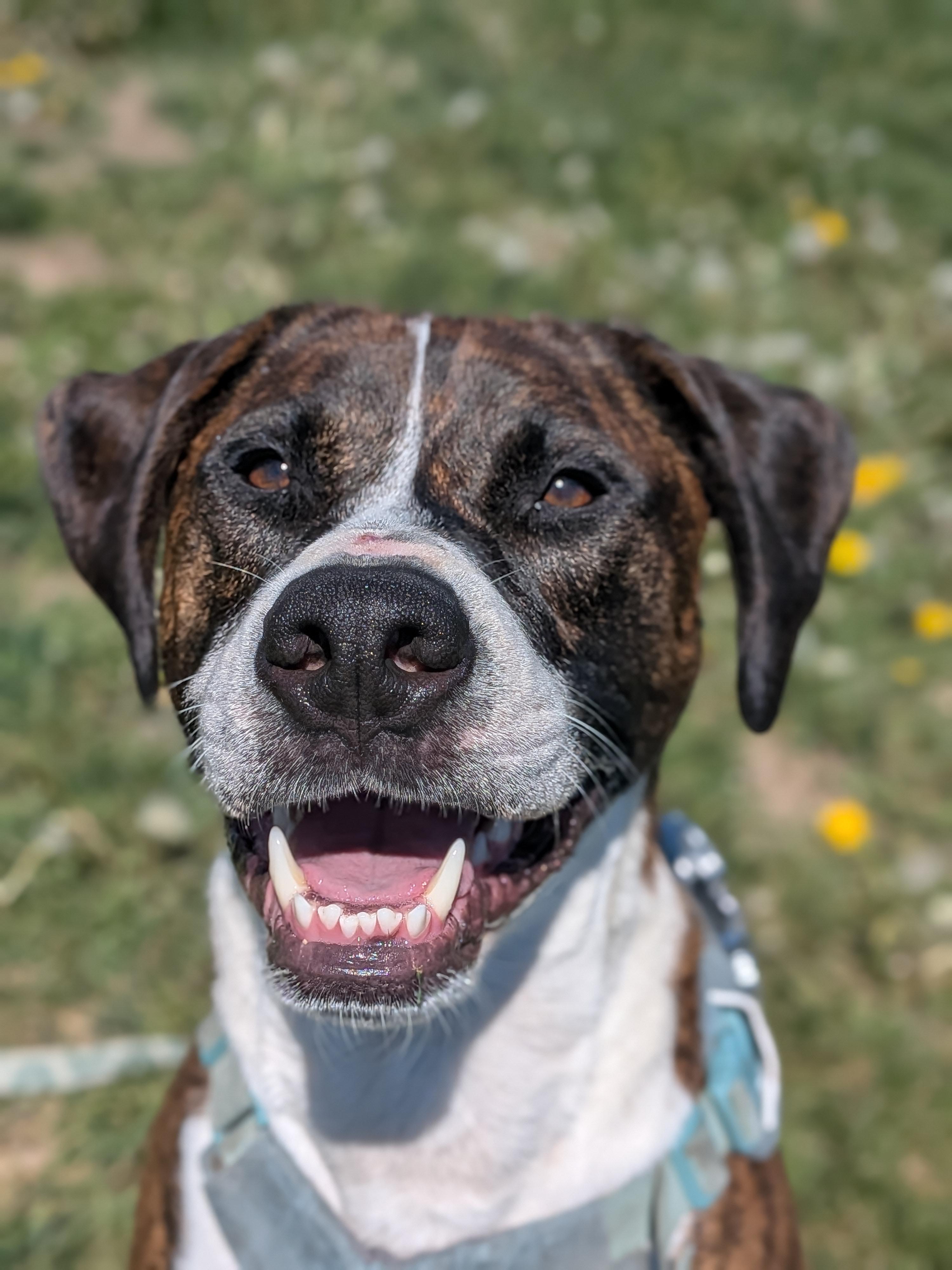 Chief, a Adoptable mixed breed in Watertown, WI image 3/6