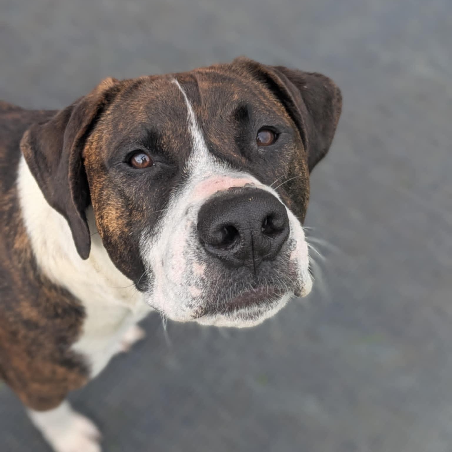 Chief, an adoptable American Staffordshire Terrier in Watertown, WI, 53094 | Photo Image 6