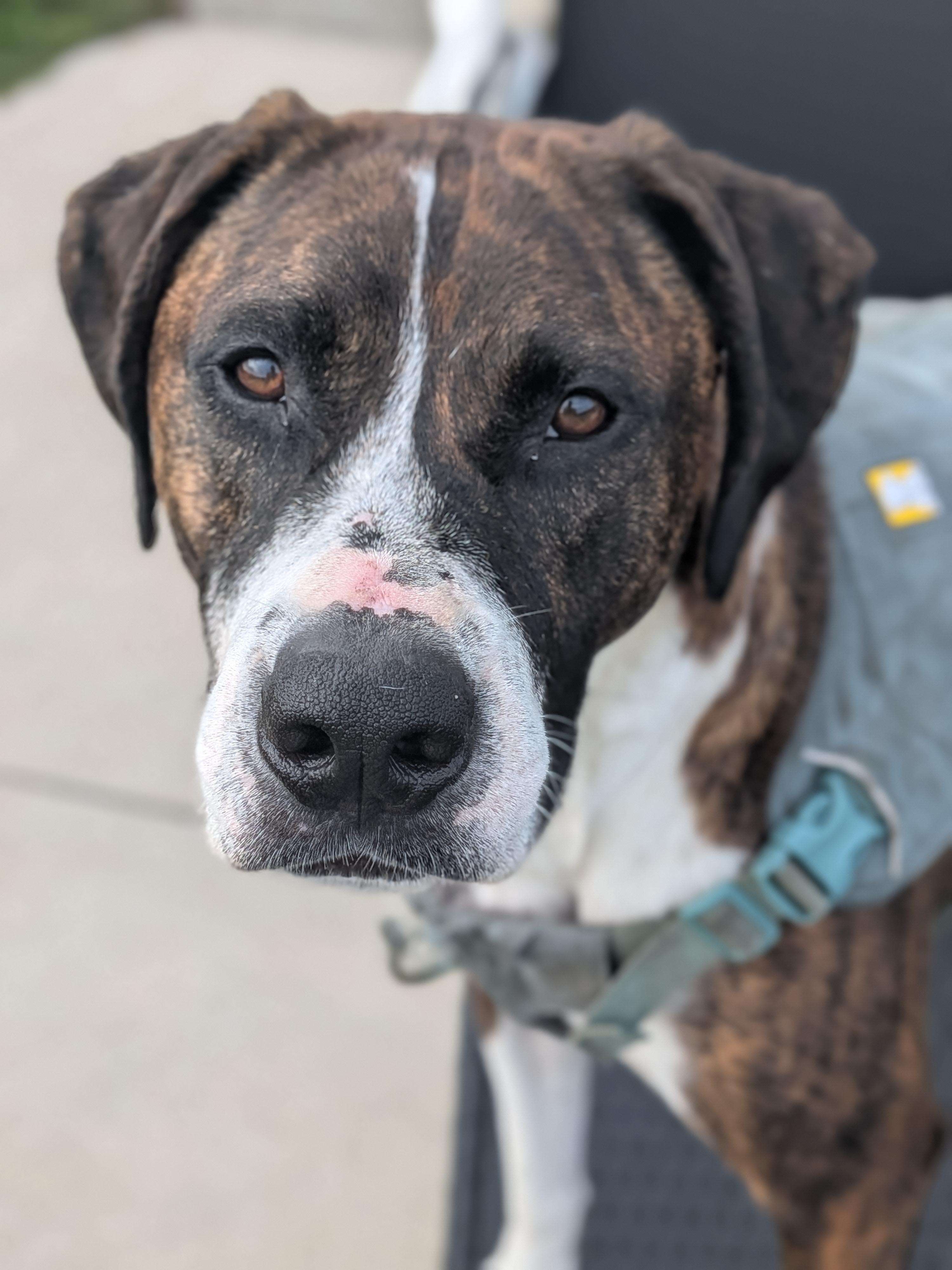 Chief, Adoptable, Young Male American Staffordshire Terrier & Treeing Walker Coonhound.