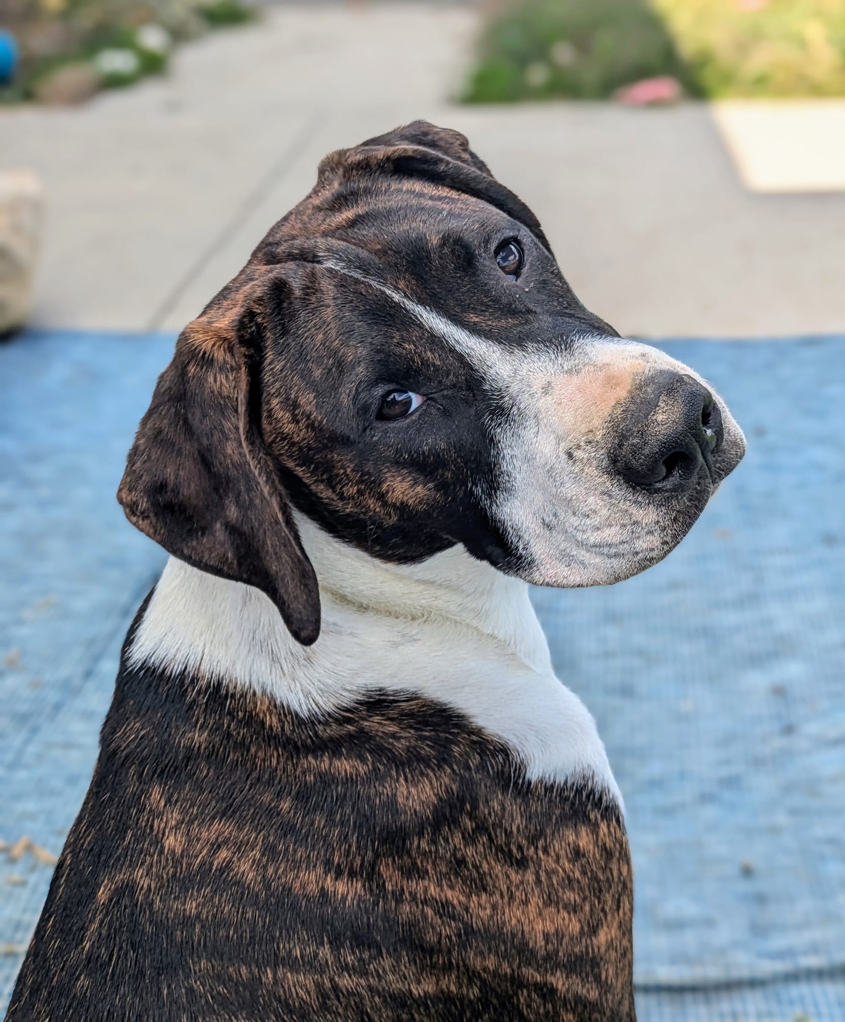 Chief, an adoptable American Staffordshire Terrier in Watertown, WI, 53094 | Photo Image 7