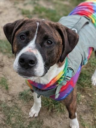 Enlarge Chief, a Adoptable mixed breed in Watertown, WI image 1/6