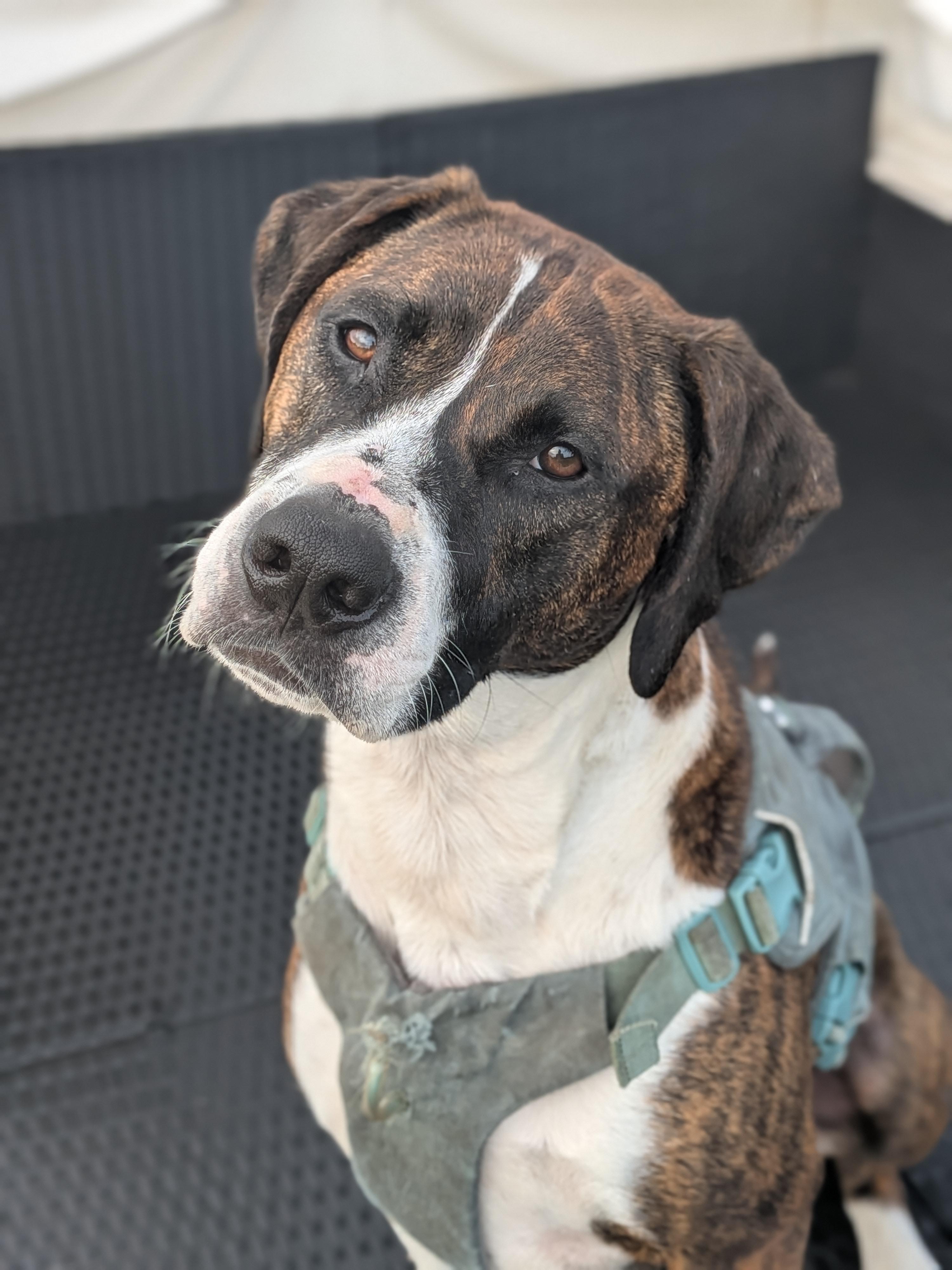 Chief, a Adoptable mixed breed in Watertown, WI image 2/6