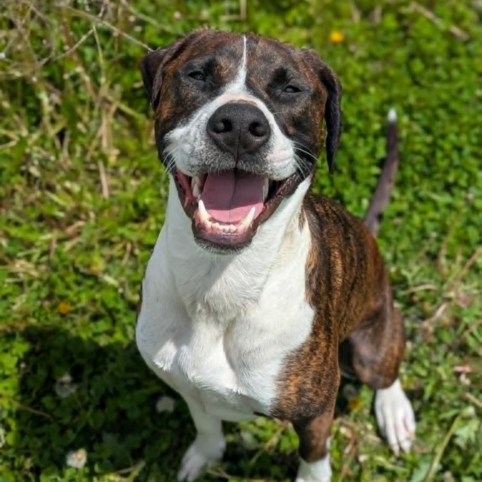 Chief, an adoptable American Staffordshire Terrier in Watertown, WI, 53094 | Photo Image 3