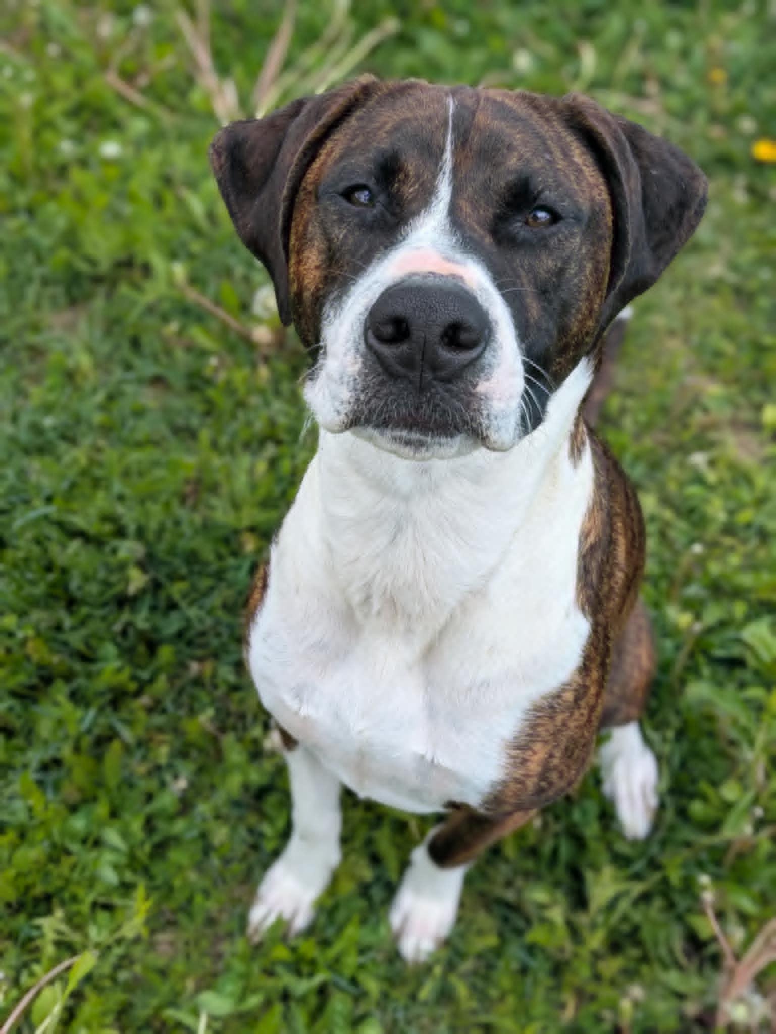 Chief, an adoptable American Staffordshire Terrier in Watertown, WI, 53094 | Photo Image 5
