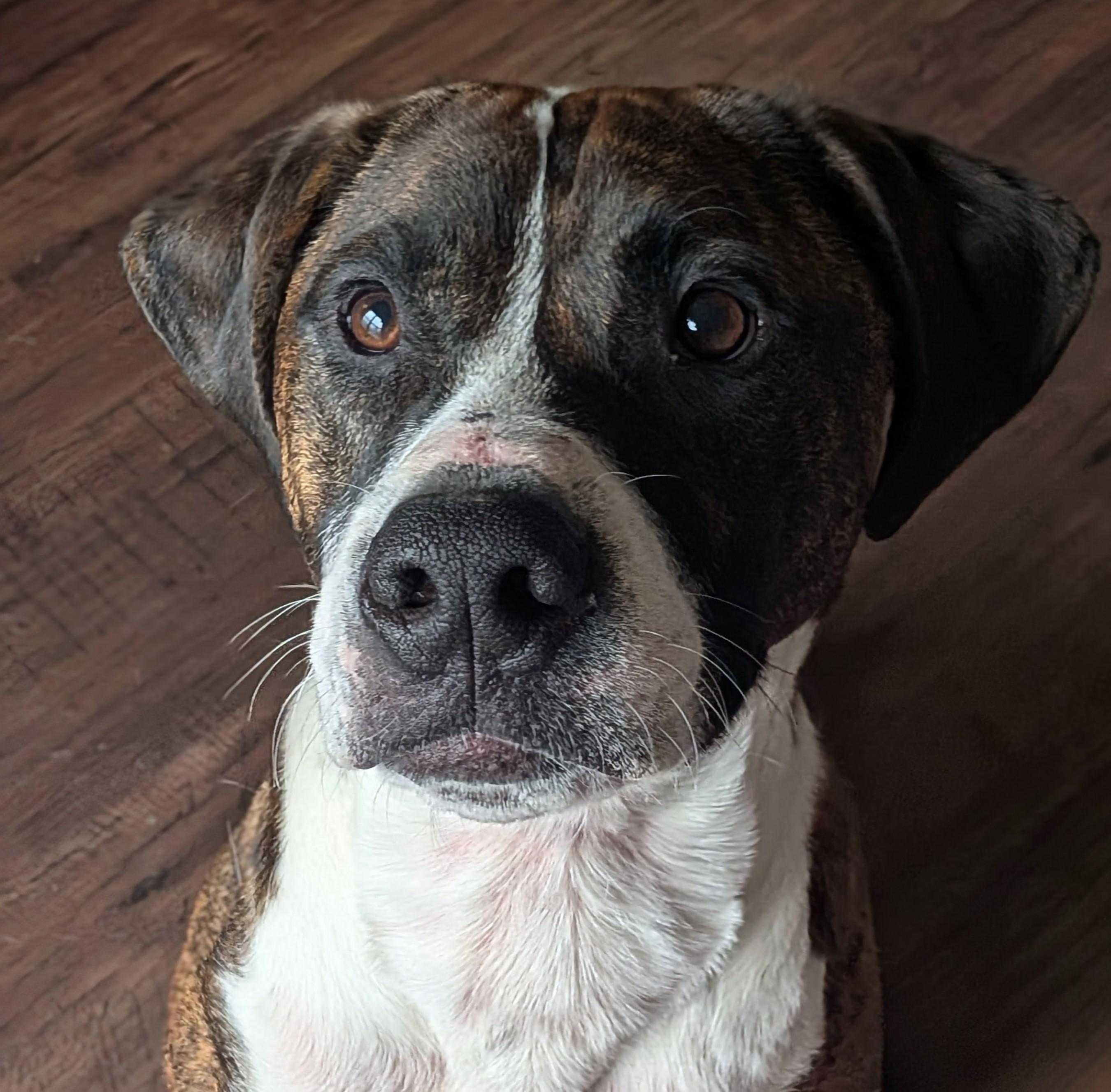 Chief, a Adoptable mixed breed in Watertown, WI image 4/6