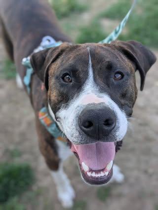 Chief, an adoptable American Staffordshire Terrier in Watertown, WI, 53094 | Photo Image 1