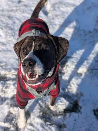 Enlarge Chief, a Adoptable mixed breed in Watertown, WI image 3/6