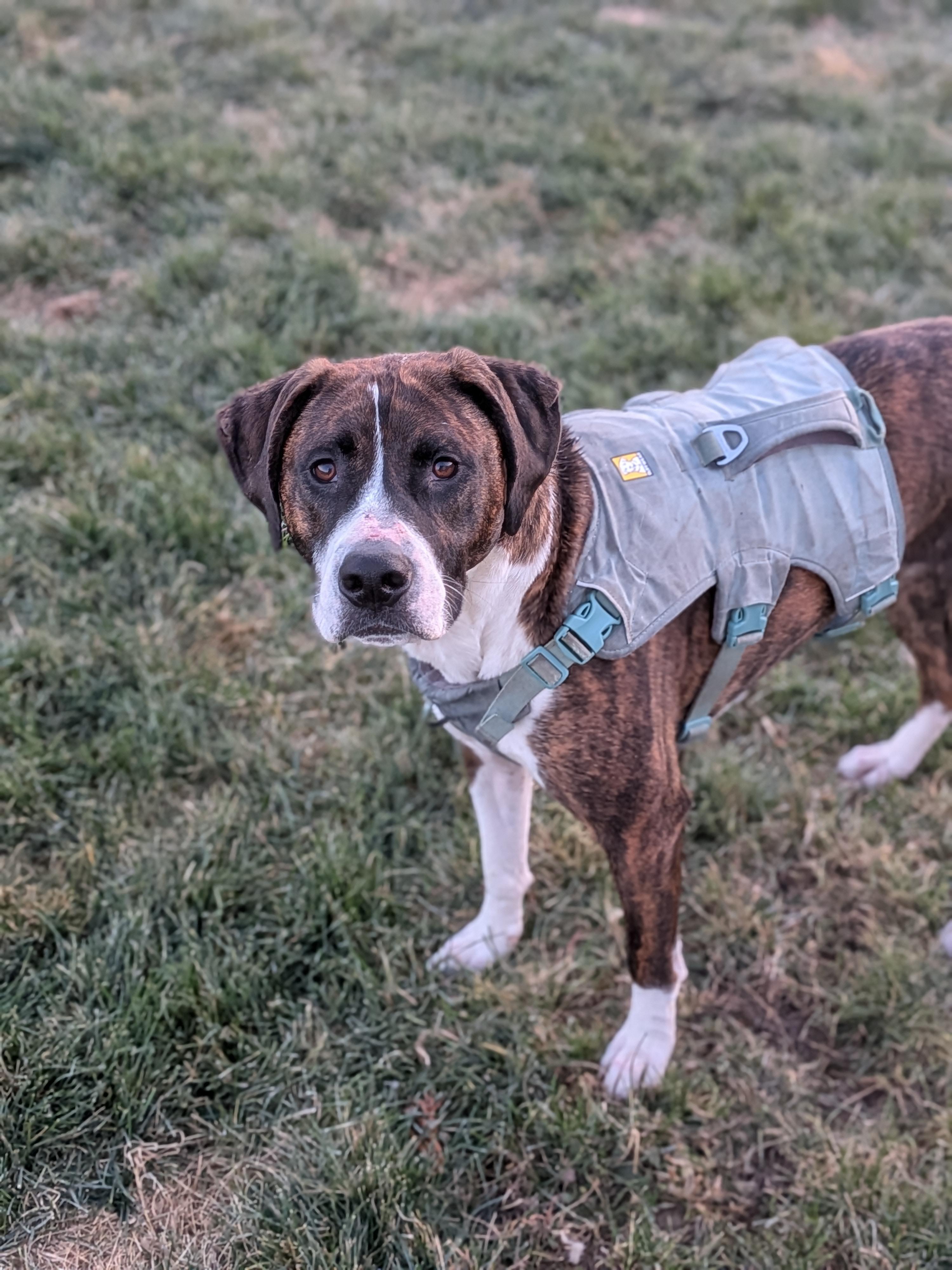 Chief, a Adoptable mixed breed in Watertown, WI image 5/6