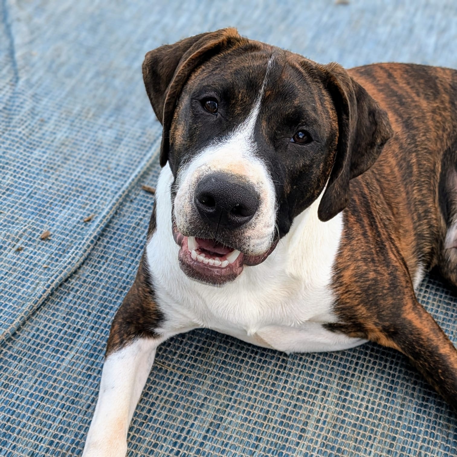 Chief, an adoptable American Staffordshire Terrier in Watertown, WI, 53094 | Photo Image 8