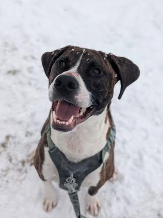 Enlarge Chief, a Adoptable mixed breed in Watertown, WI image 4/6