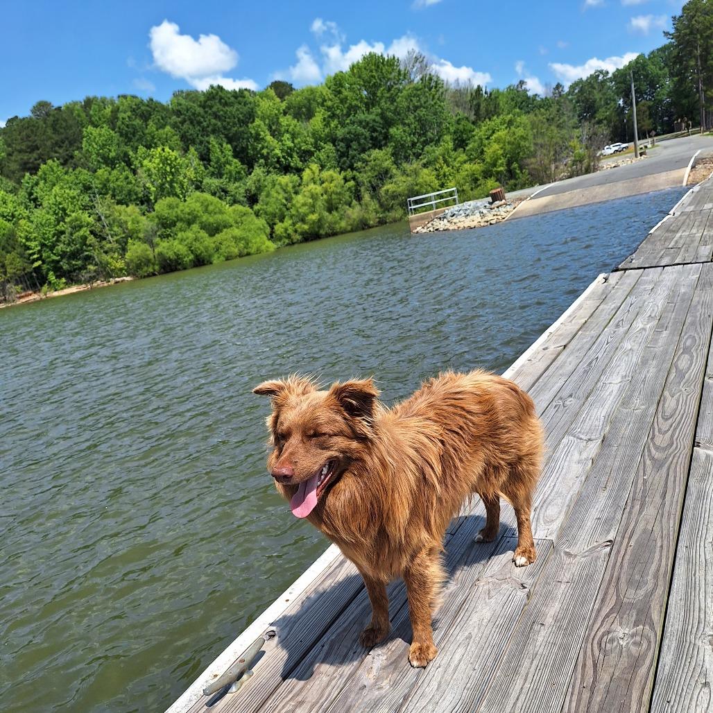 Enlarge Toby, a Adoptable Australian Shepherd in Lynchburg, VA image 1/1