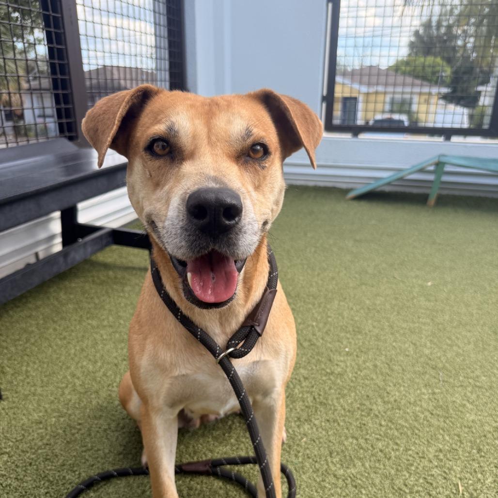 Cremini, Adoptable, Young Female Terrier & Terrier.