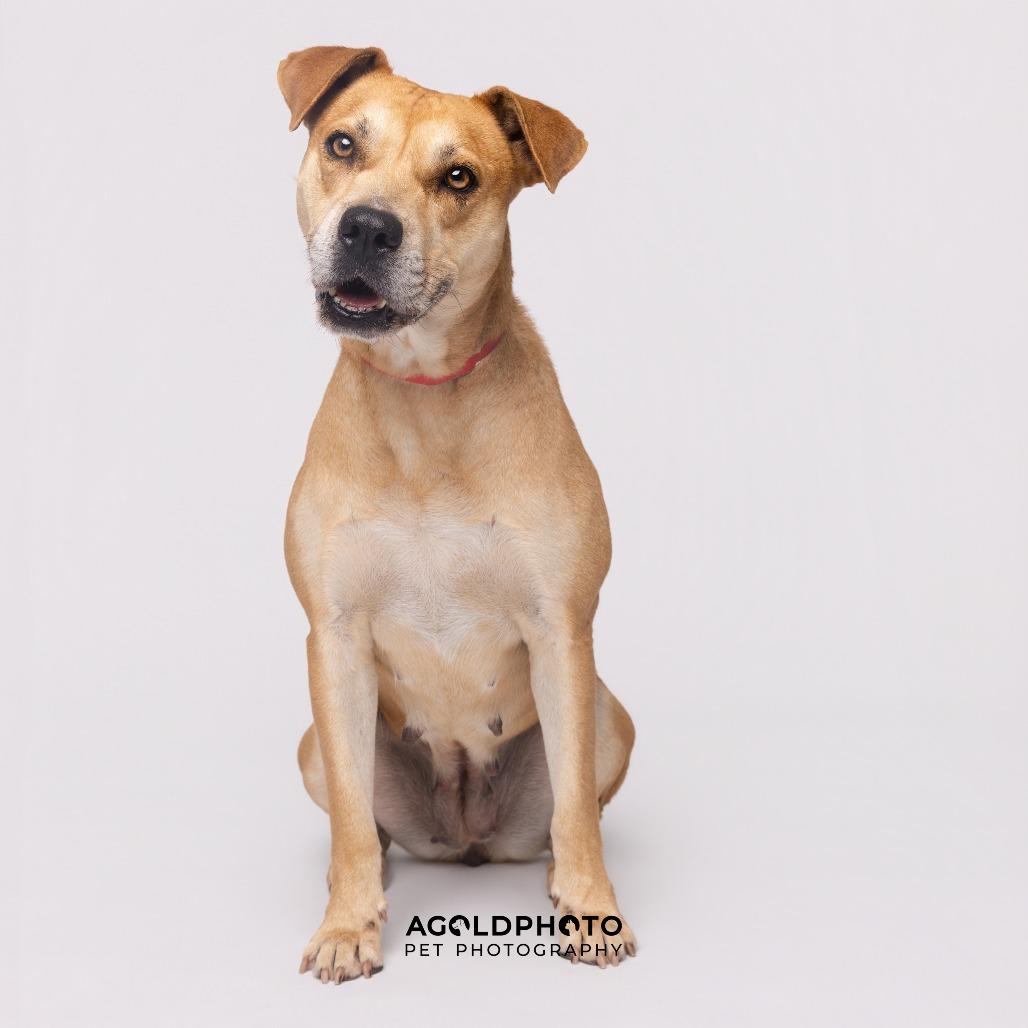 Enlarge Cremini, a Adoptable mixed breed in Tampa, FL image 2/3