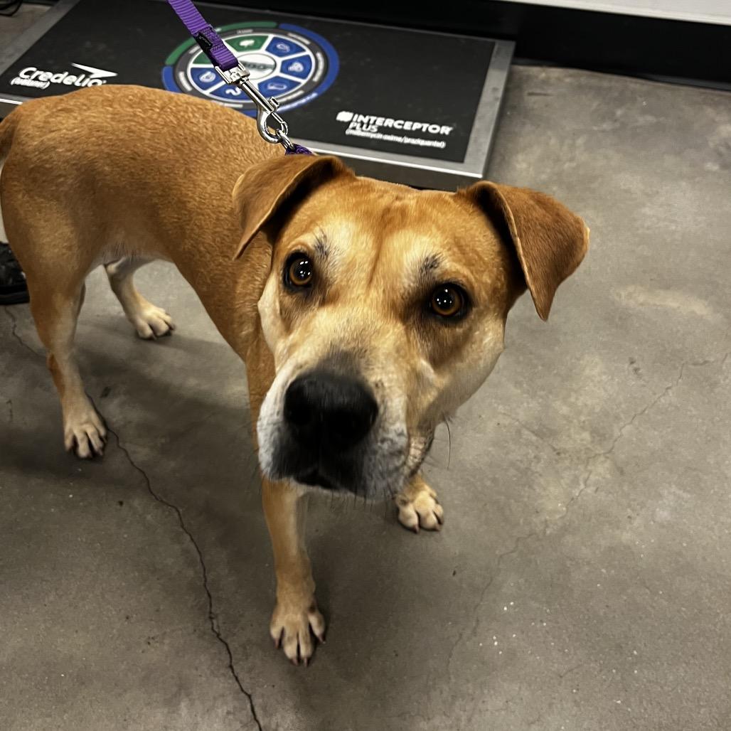 Enlarge Cremini, a Adoptable mixed breed in Tampa, FL image 3/3