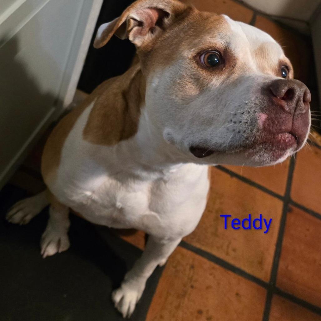 Enlarge Teddy, a Adoptable Pit Bull Terrier in North Las Vegas, NV image 1/1