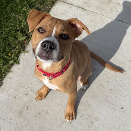 Enlarge Gary, a Adoptable mixed breed in Wheaton, IL image 1/3