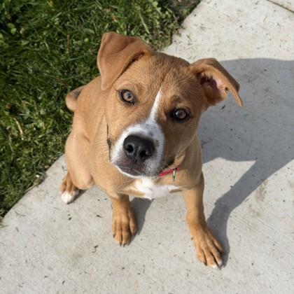 Enlarge Gary, a Adoptable mixed breed in Wheaton, IL image 2/3