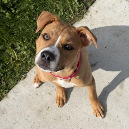 Enlarge Gary, a Adoptable mixed breed in Wheaton, IL image 3/3
