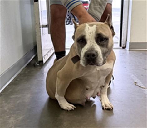 FLOR, Adoptable, Adult Female Pit Bull Terrier & Mixed Breed.