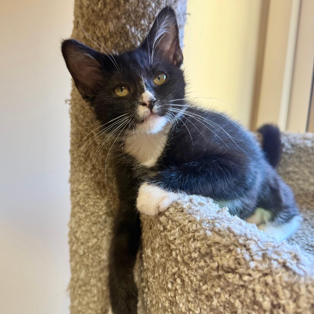 Miso, Adoptable, Kitten Female Domestic Short Hair.