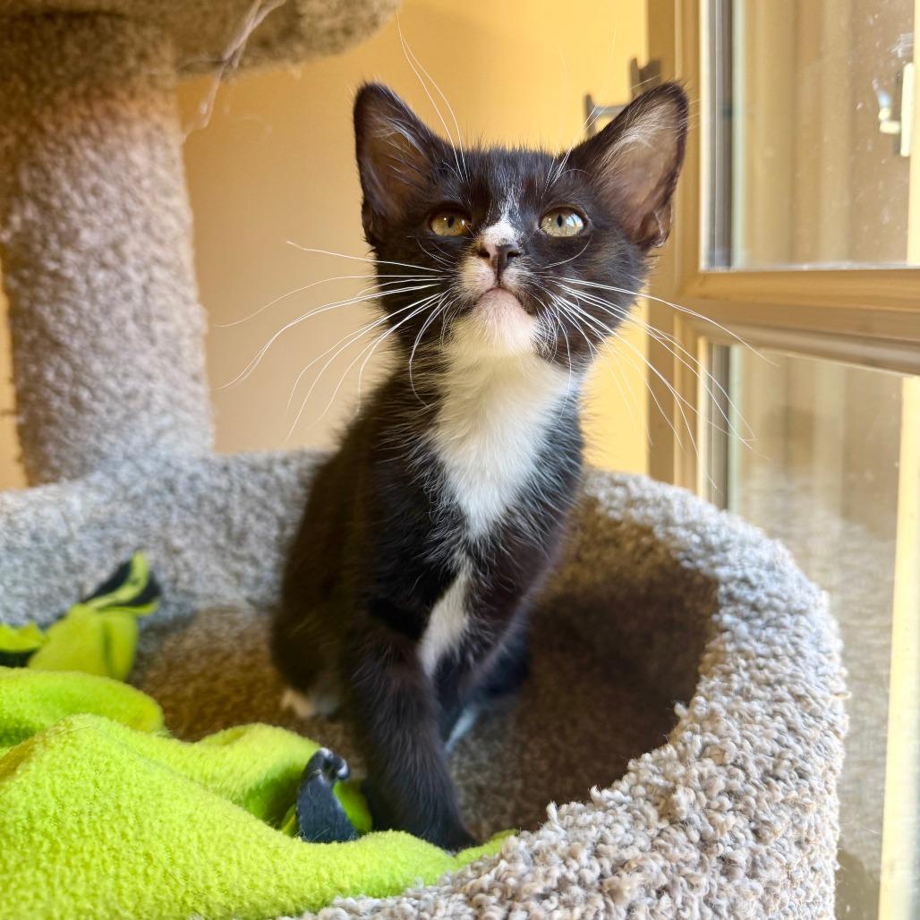 Miso, a Adoptable Domestic Short Hair in Agoura Hills, CA image 2/3