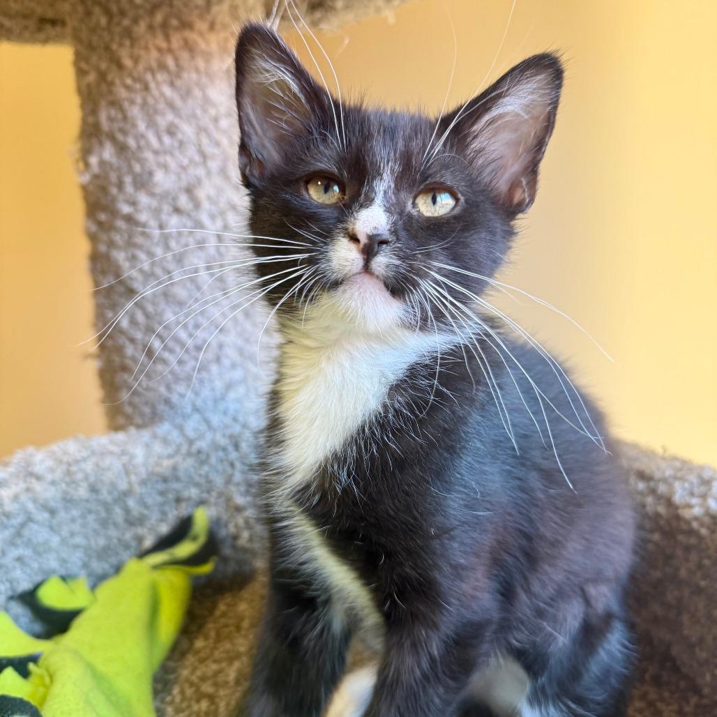Miso, a Adoptable Domestic Short Hair in Agoura Hills, CA image 3/3