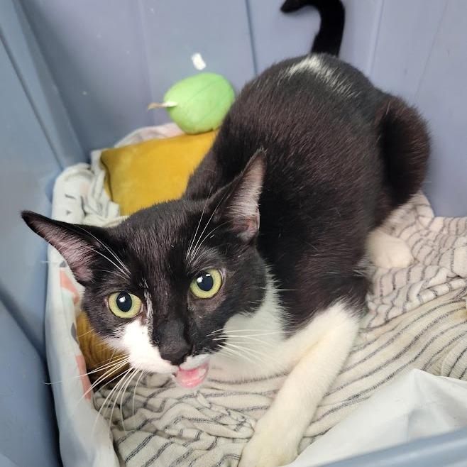 Baby, Adoptable, Adult Female Domestic Short Hair.